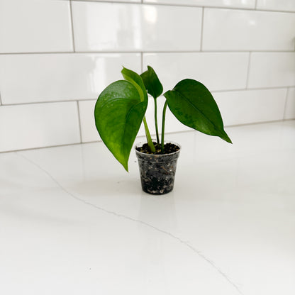 Jade Pothos (Epipremnum aureum 'Jade') | Starter Plant | Easy Care Indoor Houseplant | Pet Friendly Plant