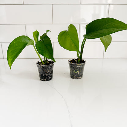 Jade Pothos (Epipremnum aureum 'Jade') | Starter Plant | Easy Care Indoor Houseplant | Pet Friendly Plant