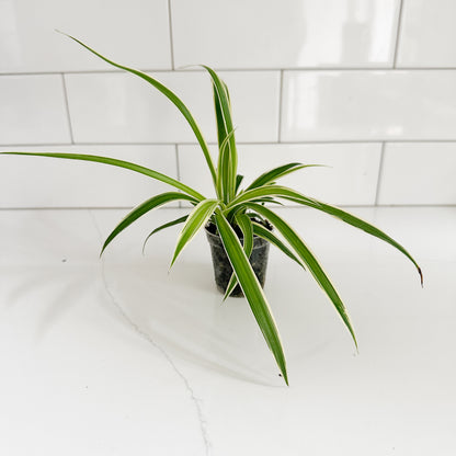 A small potted spider plant with long, slender green leaves featuring white variegation, sitting on a white marble countertop against a white subway tile wall.