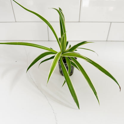 close up of the reverse spider plant