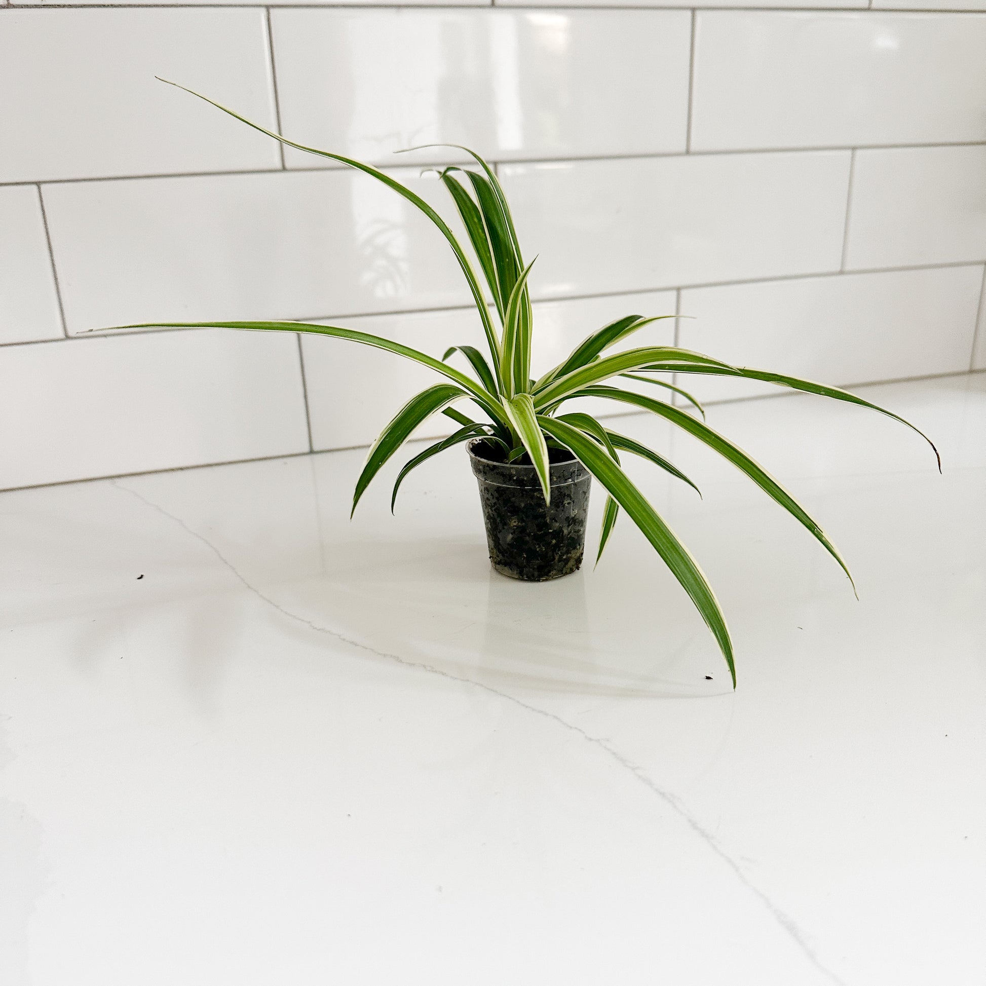 A small potted reverse spider plant with long green leaves and white edges, sitting on a white countertop against a white subway tile backsplash.
