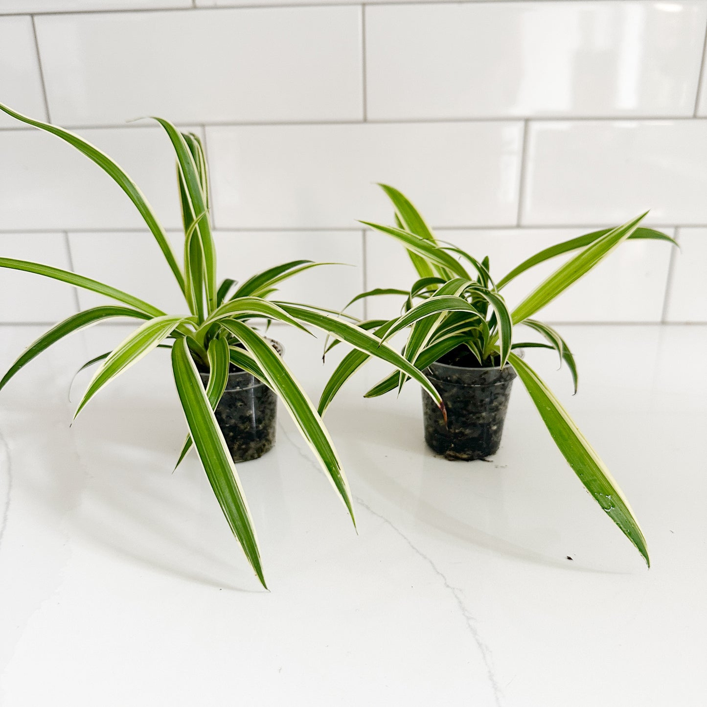 Two small potted spider plants with green and white variegated leaves in a clear nursery pot, placed on a white countertop with a white subway tile backsplash.