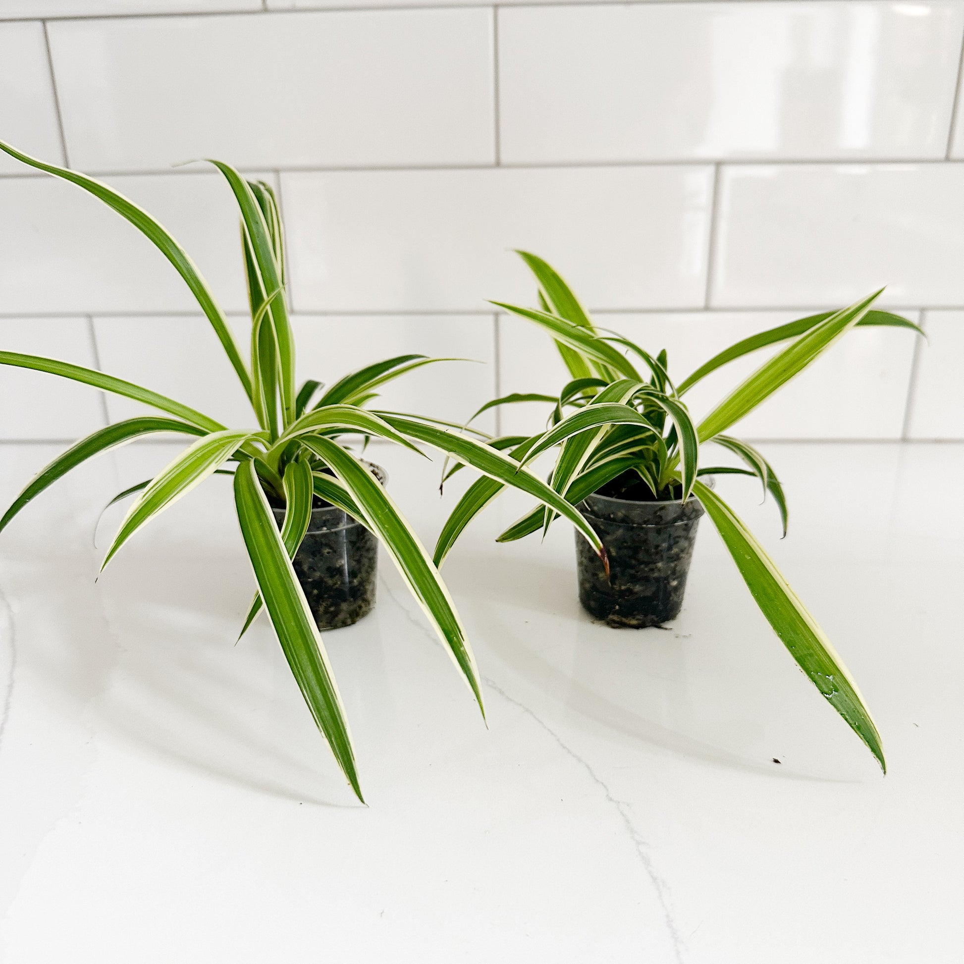 Two small potted spider plants with green and white variegated leaves in a clear nursery pot, placed on a white countertop with a white subway tile backsplash.