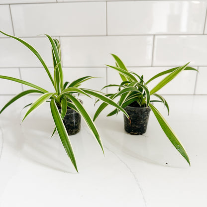 Two small potted spider plants with green and white variegated leaves in a clear nursery pot, placed on a white countertop with a white subway tile backsplash.