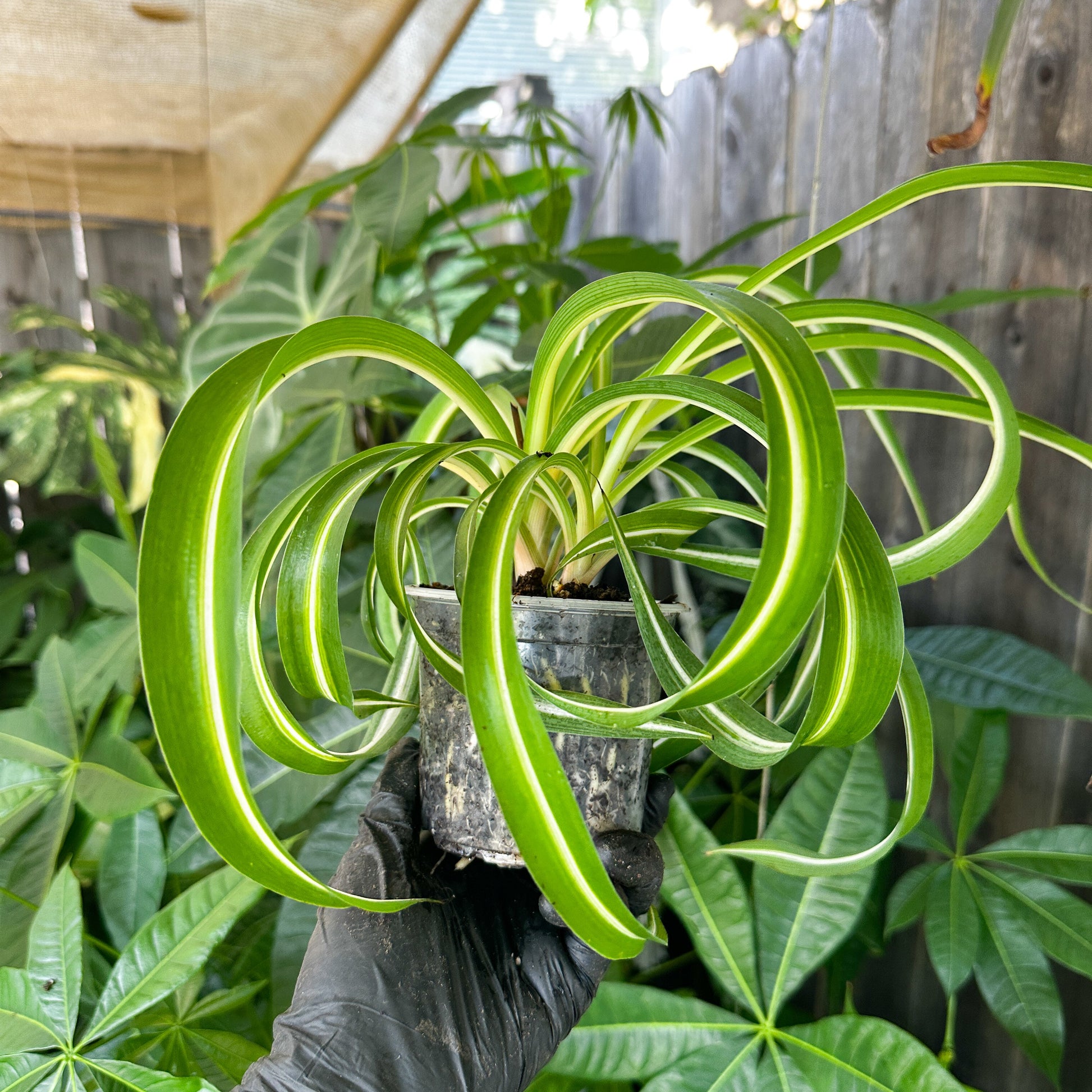 A potted variegated spider plant with bright green leaves featuring white stripes, held by a hand wearing a black glove in a garden setting with other plants and a wooden fence in the background.
