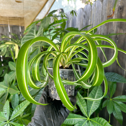 A potted variegated spider plant with bright green leaves featuring white stripes, held by a hand wearing a black glove in a garden setting with other plants and a wooden fence in the background.