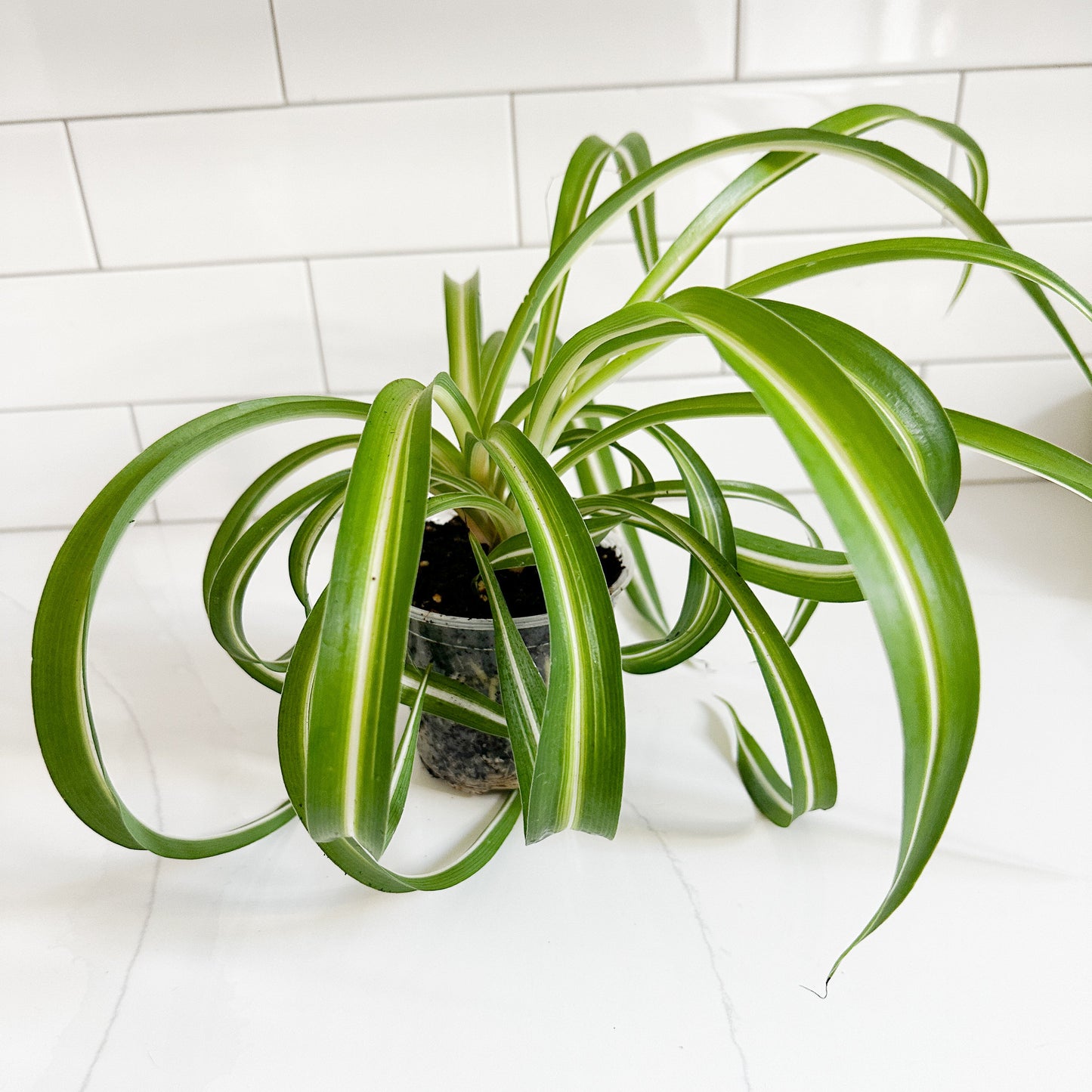 A spider plant in a 4in pot with long, arching green leaves featuring white stripes, sitting on a white tiled surface against a white subway tile wall.