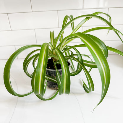 A spider plant in a 4in pot with long, arching green leaves featuring white stripes, sitting on a white tiled surface against a white subway tile wall.