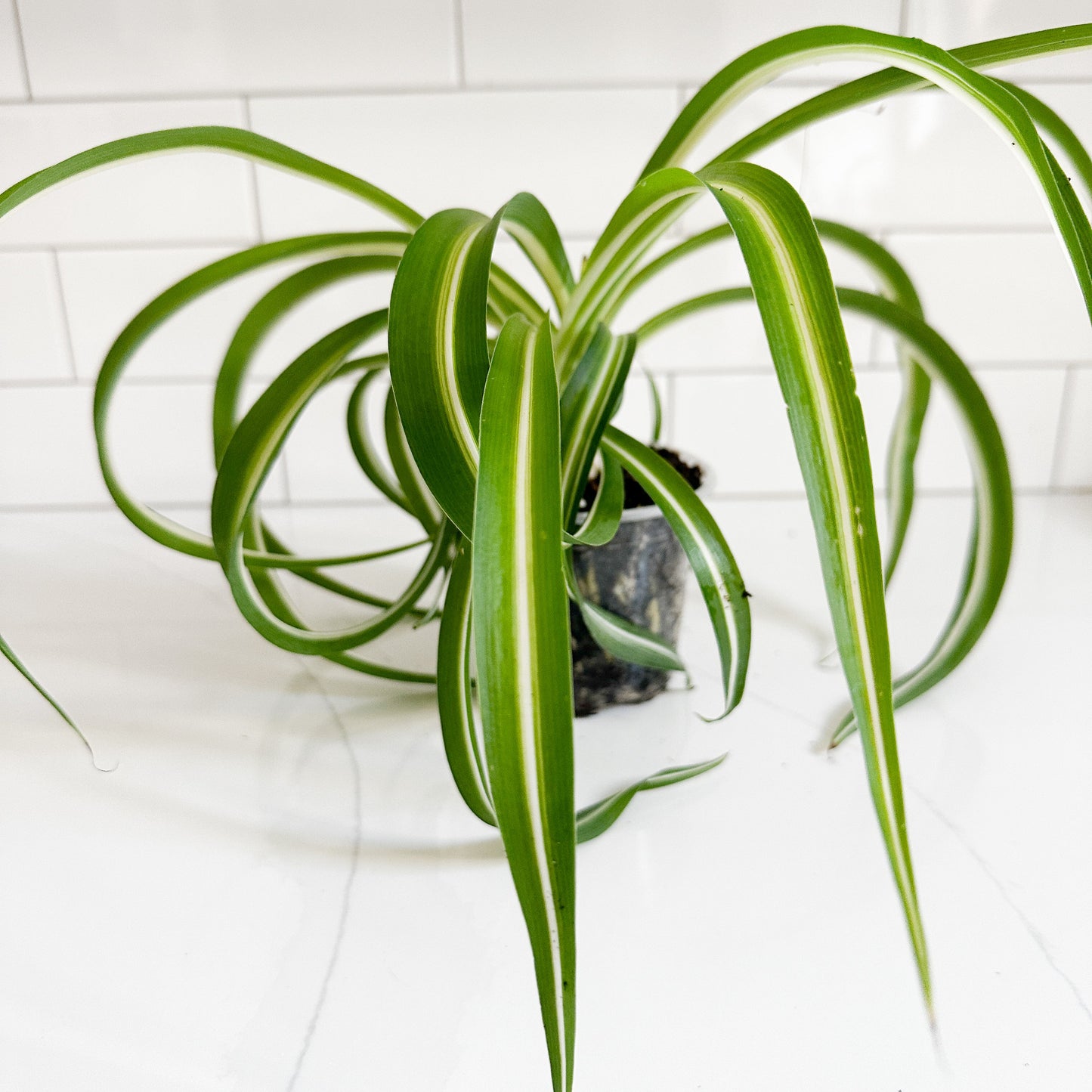 A variegated spider plant with long green leaves featuring white stripes, growing in a small dark pot against a white tiled wall and floor.