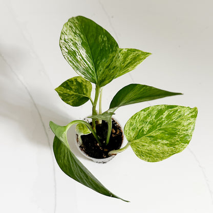 Marble Queen Pothos | Starter Plant | Easy Care Indoor Houseplant | Pet Friendly Plant