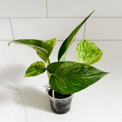 Marble Queen Pothos | Starter Plant | Easy Care Indoor Houseplant | Pet Friendly Plant