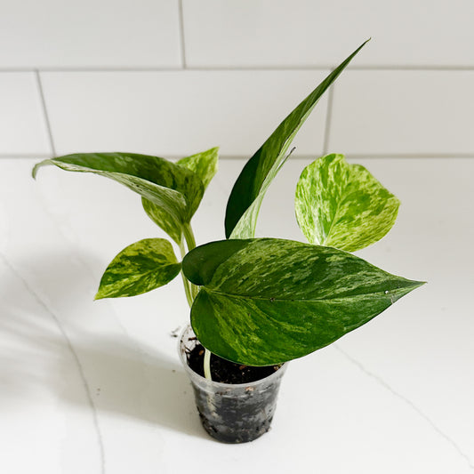 Marble Queen Pothos | Starter Plant | Easy Care Indoor Houseplant | Pet Friendly Plant
