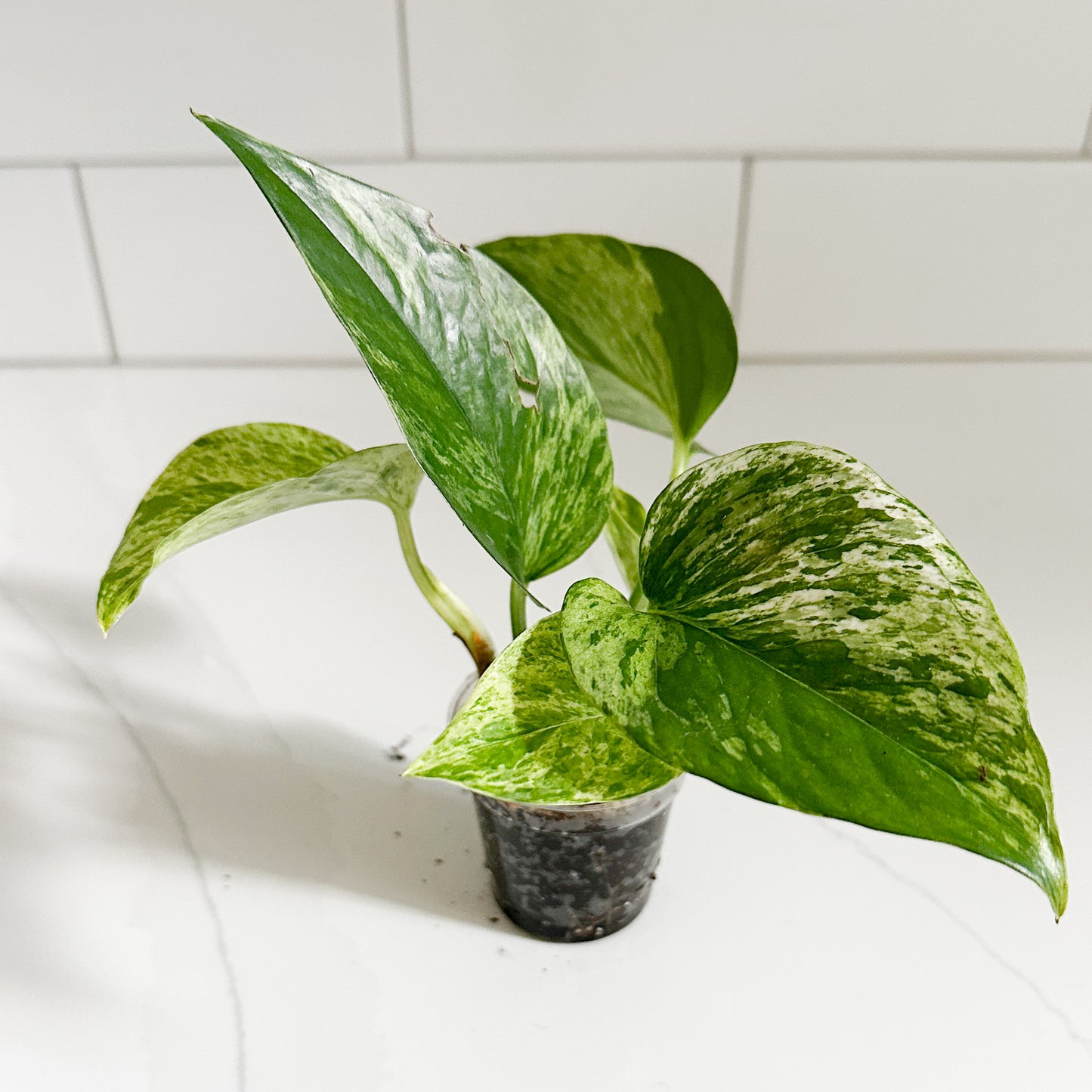 Marble Queen Pothos | Starter Plant | Easy Care Indoor Houseplant | Pet Friendly Plant