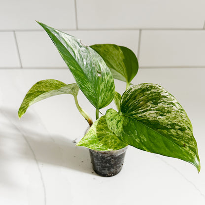 Marble Queen Pothos | Starter Plant | Easy Care Indoor Houseplant | Pet Friendly Plant