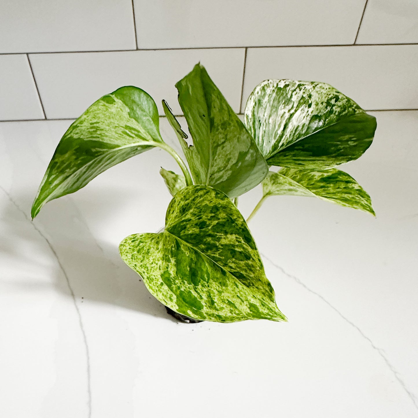 Marble Queen Pothos | Starter Plant | Easy Care Indoor Houseplant | Pet Friendly Plant