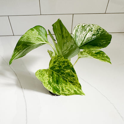 Marble Queen Pothos | Starter Plant | Easy Care Indoor Houseplant | Pet Friendly Plant