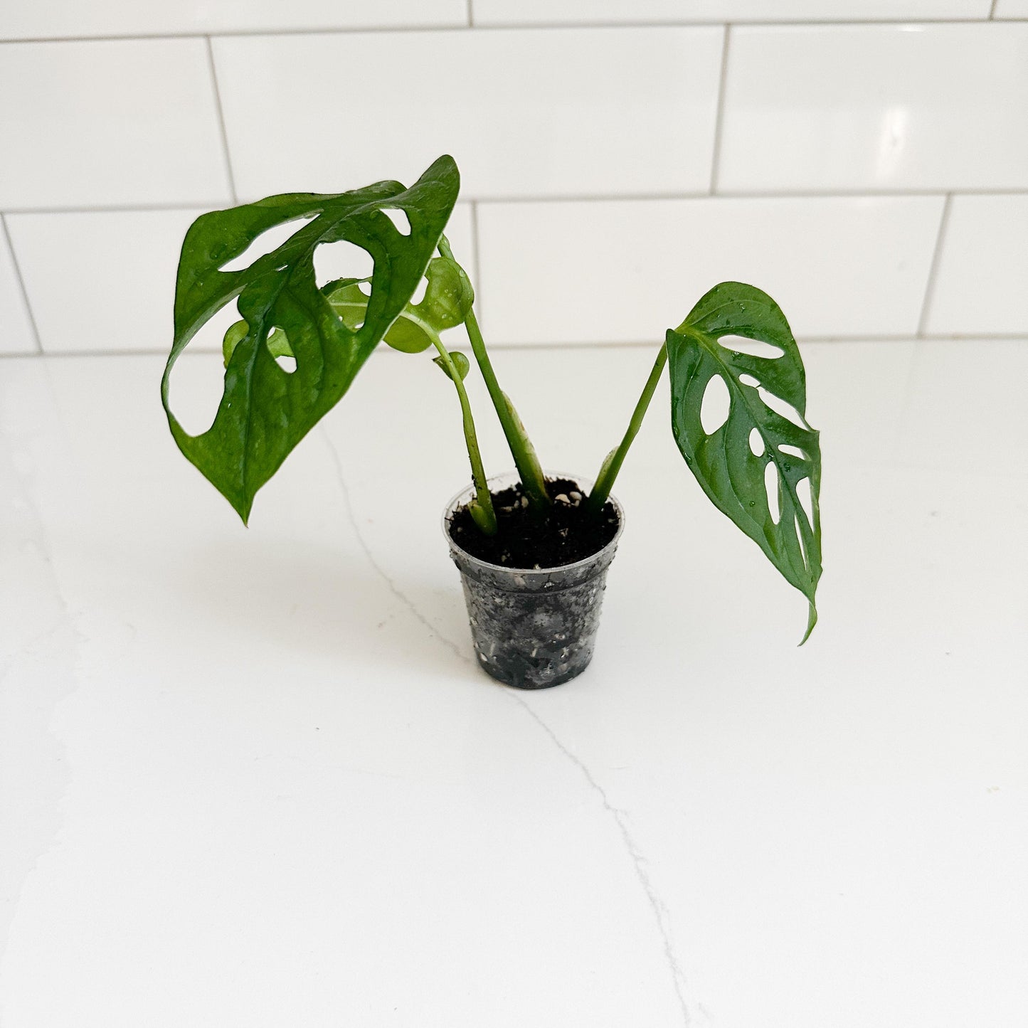M. Adasonii, in a 2in pot, starter plant