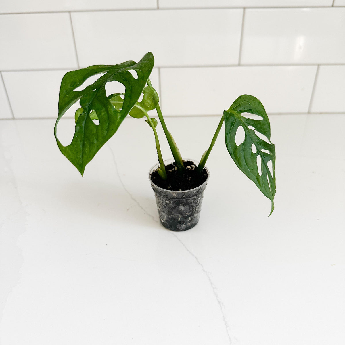 M. Adasonii, in a 2in pot, starter plant