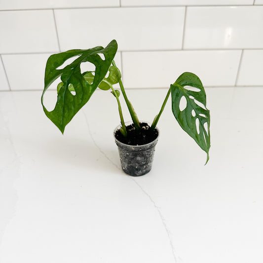 M. Adasonii, in a 2in pot, starter plant