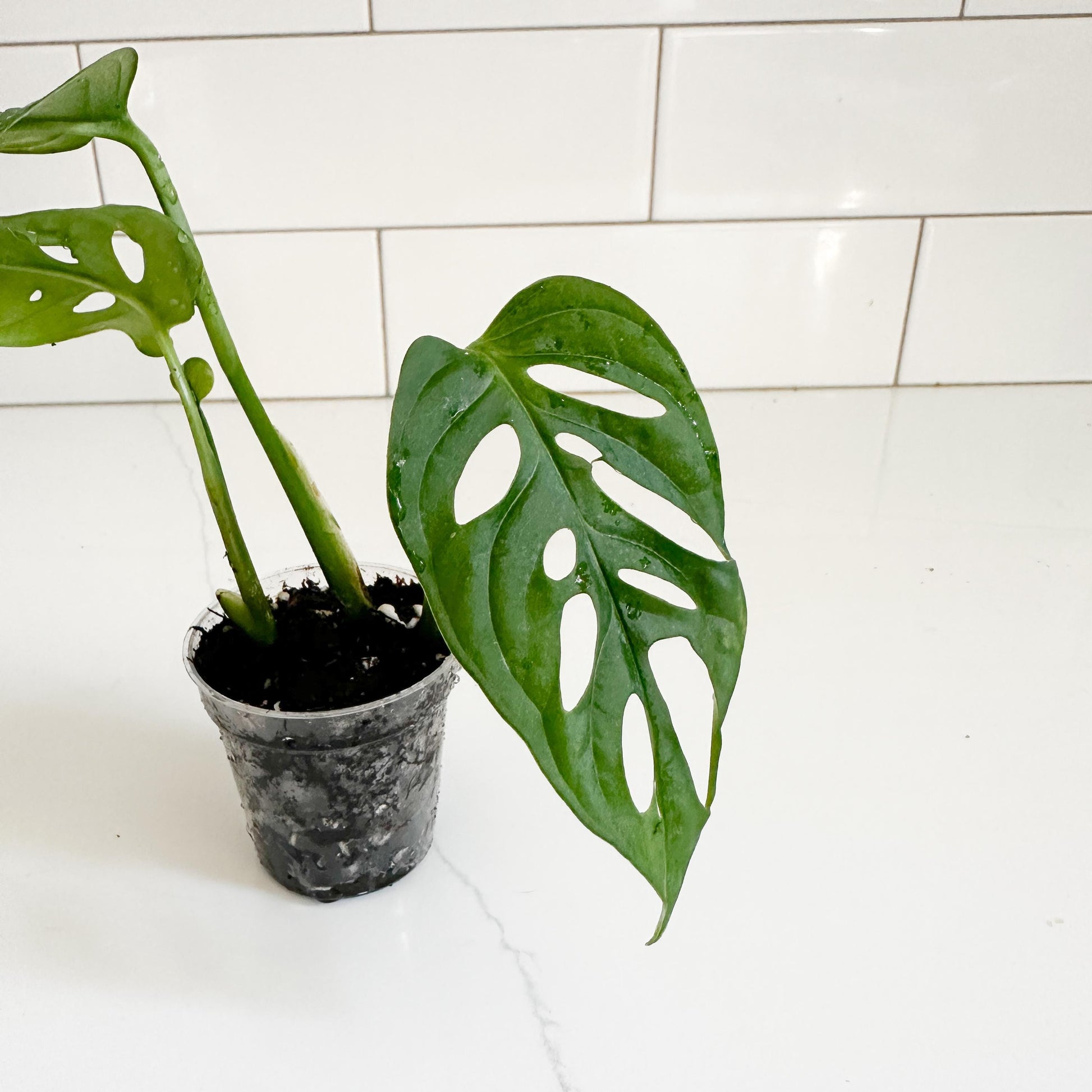 M. Adasonii, in a 2in pot, starter plant