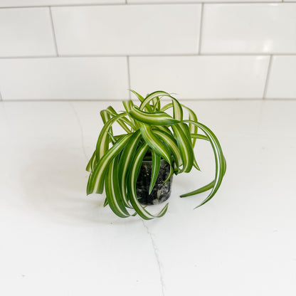 curly_spider_plant