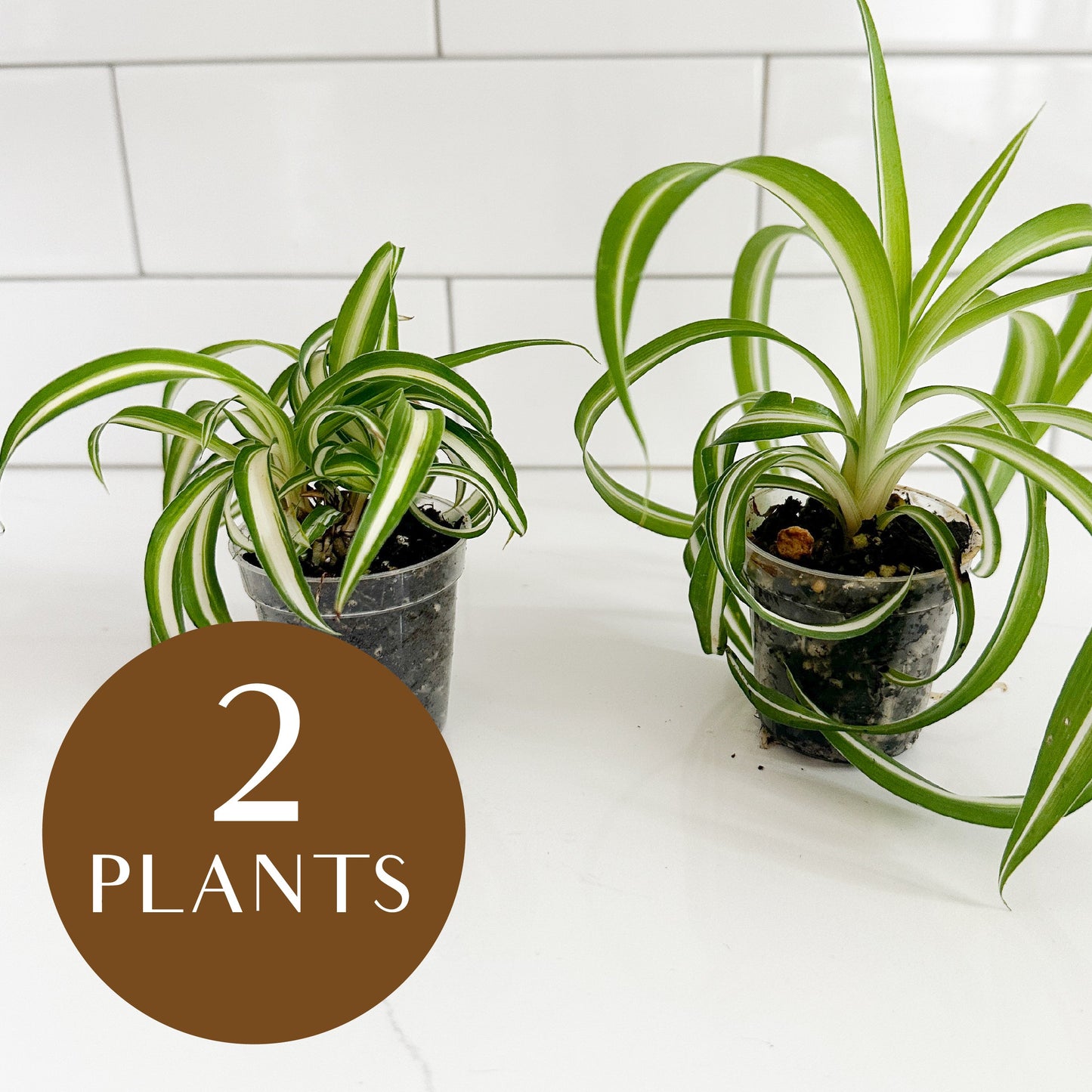 curly_spider_plant_2_plants