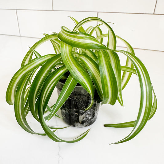 curly_spider_plant_close up