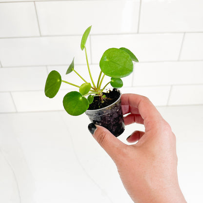 Coin Plant (Pilea peperomioides) Starter Plant