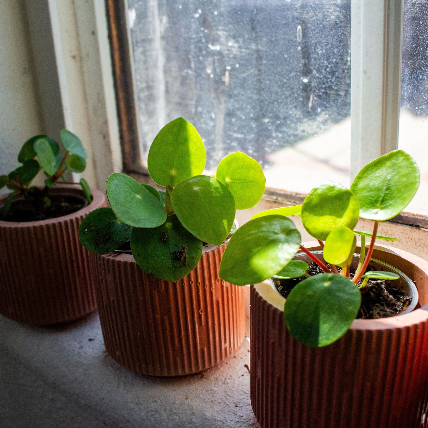 Coin Plant (Pilea peperomioides) Starter Plant