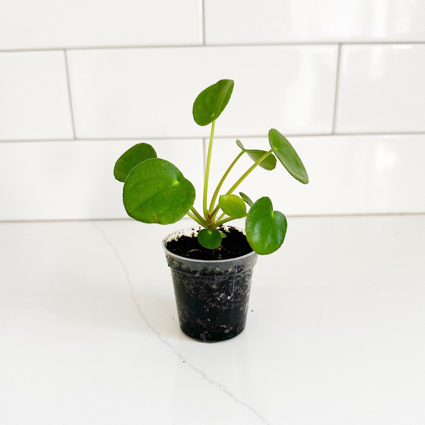 Coin Plant (Pilea peperomioides) Starter Plant