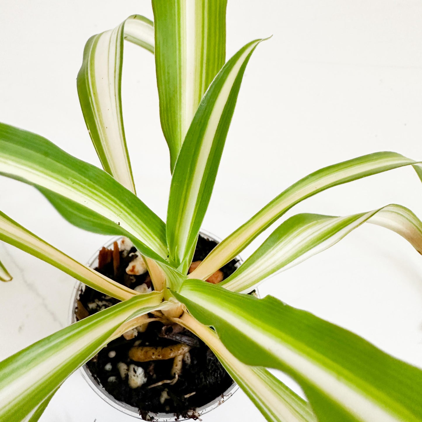 Spider Plant (Chlorophytum comosum 'Vittatum') Starter Plant | Easy Care Indoor Houseplant | Pet Friendly Plant