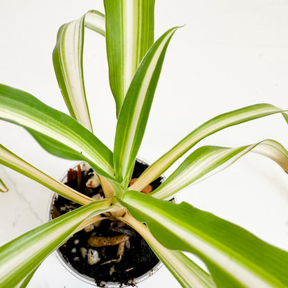 Spider Plant (Chlorophytum comosum 'Vittatum') Starter Plant | Easy Care Indoor Houseplant | Pet Friendly Plant