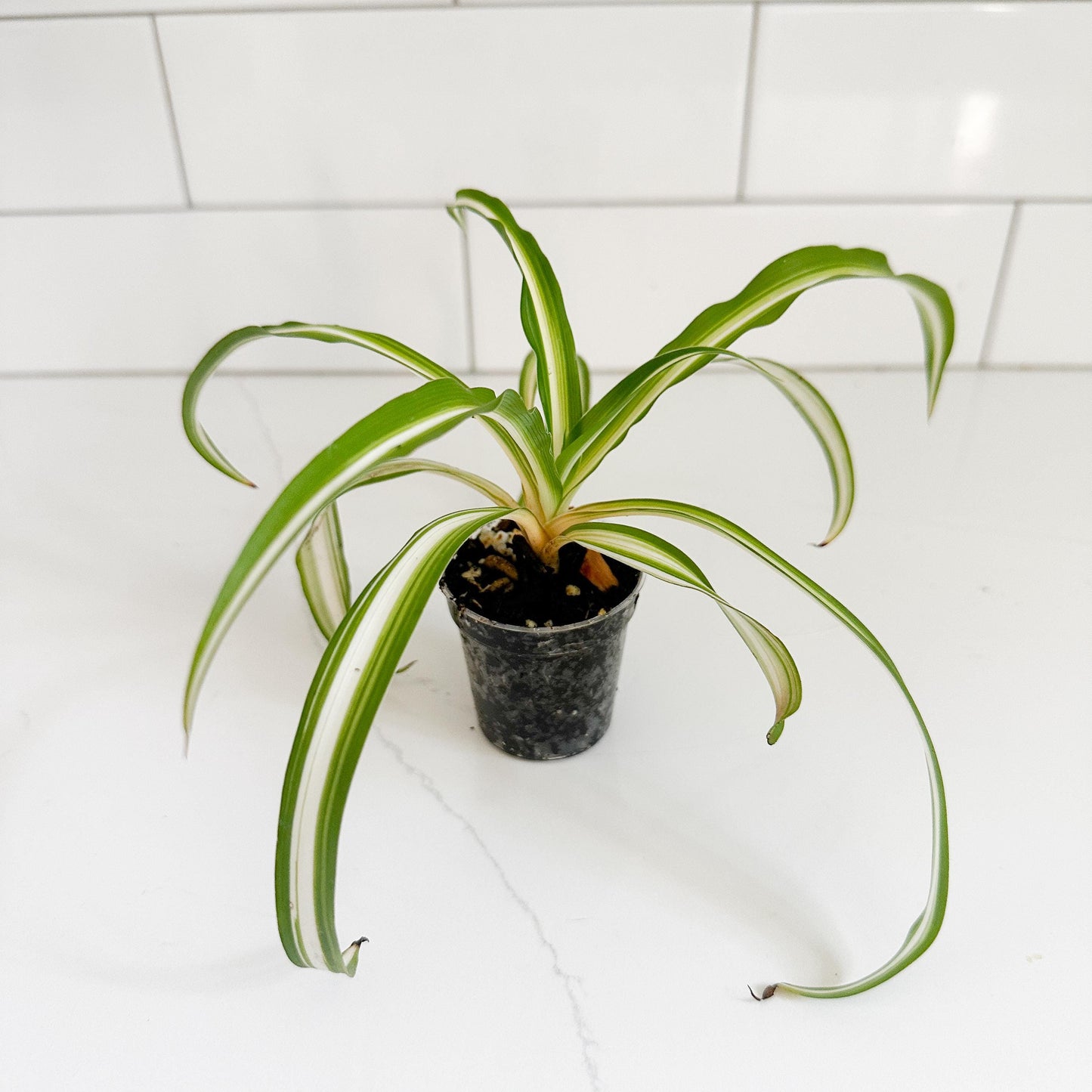 Spider Plant (Chlorophytum comosum 'Vittatum') Starter Plant | Easy Care Indoor Houseplant | Pet Friendly Plant