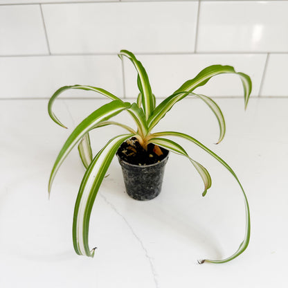 Spider Plant (Chlorophytum comosum 'Vittatum') Starter Plant | Easy Care Indoor Houseplant | Pet Friendly Plant