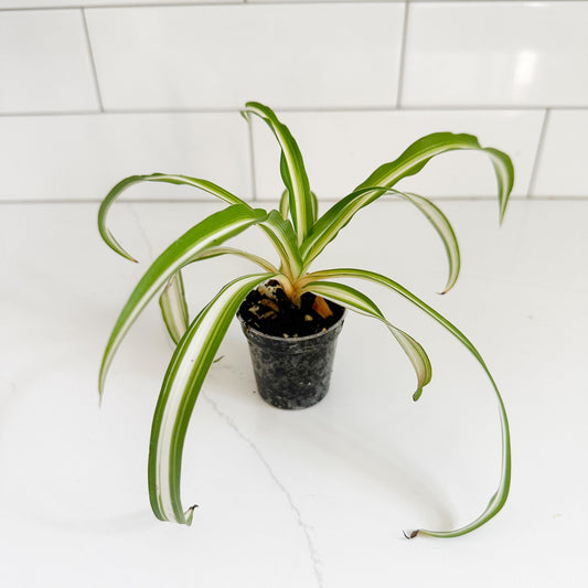 Spider Plant (Chlorophytum comosum 'Vittatum') Starter Plant | Easy Care Indoor Houseplant | Pet Friendly Plant
