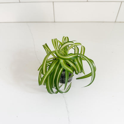 Curly Spider Plant (Chlorophytum comosum 'bonnie') Starter Plant | Easy Care Indoor Houseplant | Pet Friendly Plant