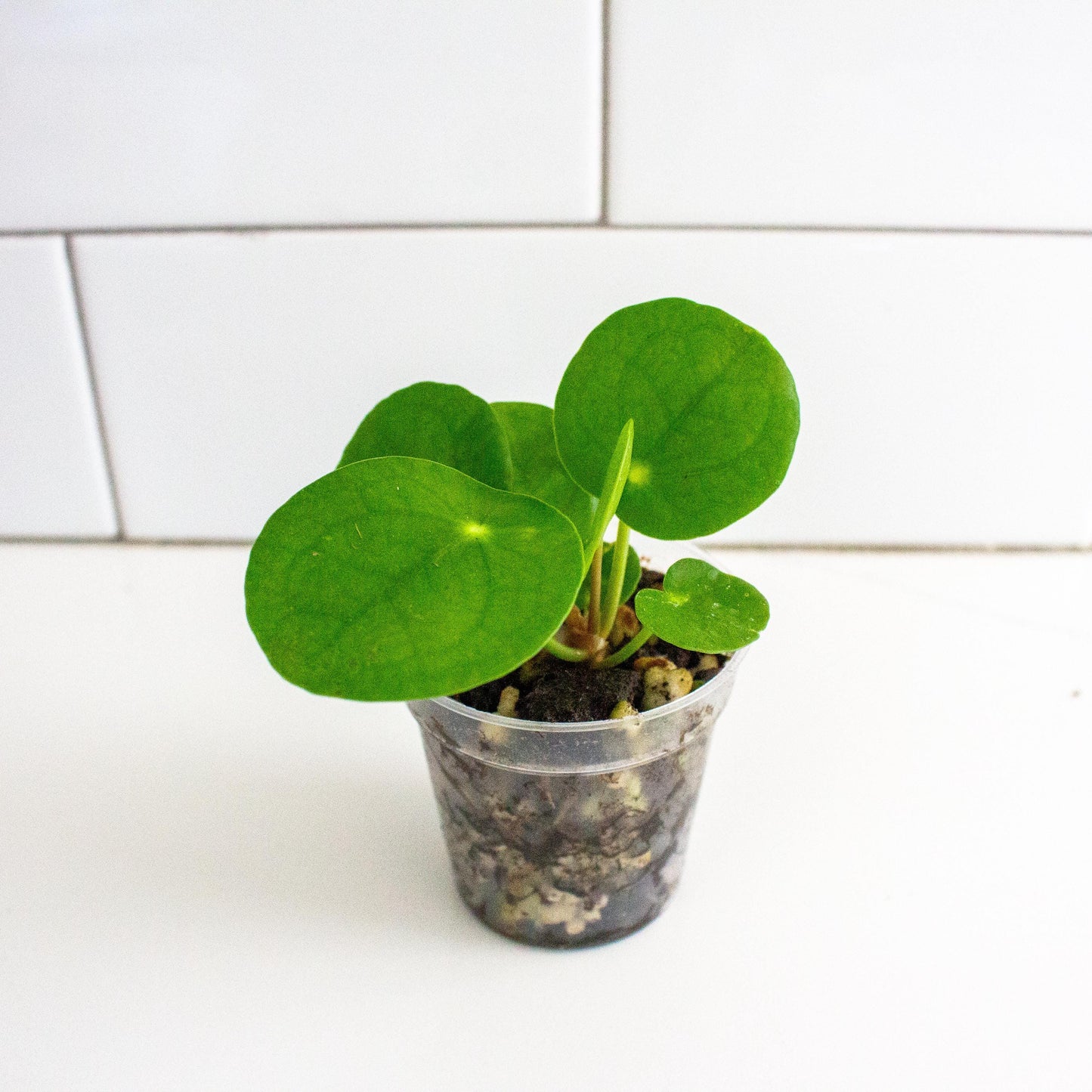 Coin Plant (Pilea peperomioides) Starter Plant