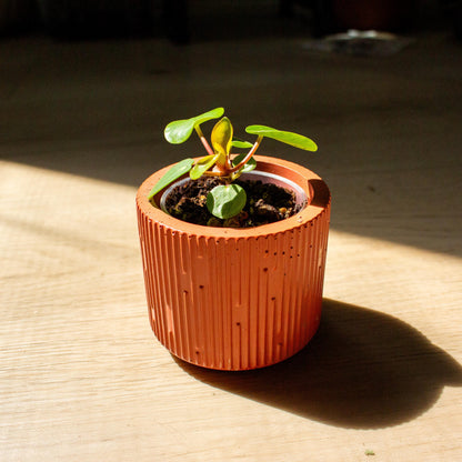 Coin Plant (Pilea peperomioides) Starter Plant