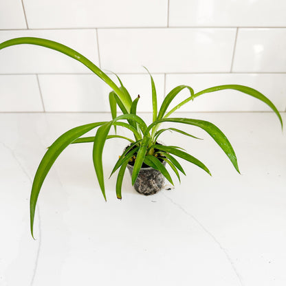 Solid Green Spider Plant (Chlorophytum comosum 'Green') Starter Plant