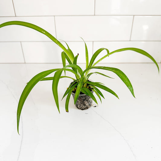 Solid Green Spider Plant (Chlorophytum comosum 'Green') Starter Plant