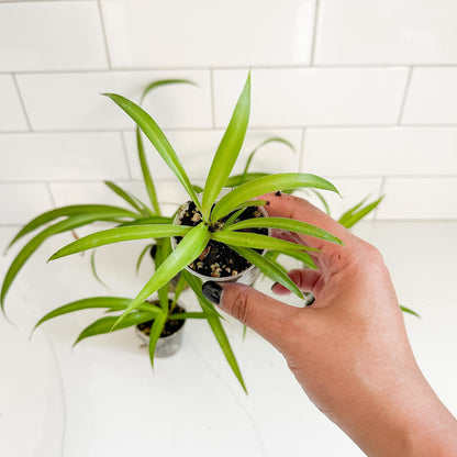 Solid Green Spider Plant (Chlorophytum comosum 'Green') Starter Plant
