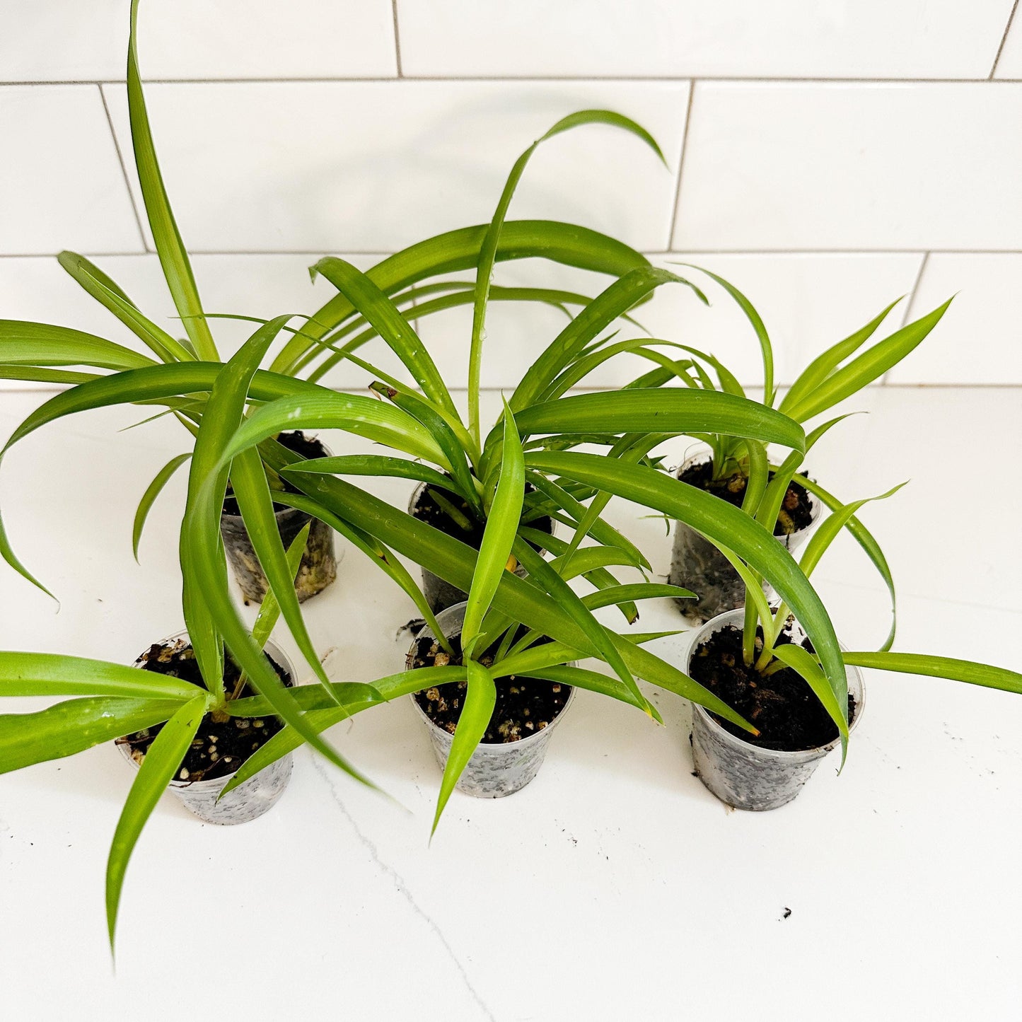 Solid Green Spider Plant (Chlorophytum comosum 'Green') Starter Plant