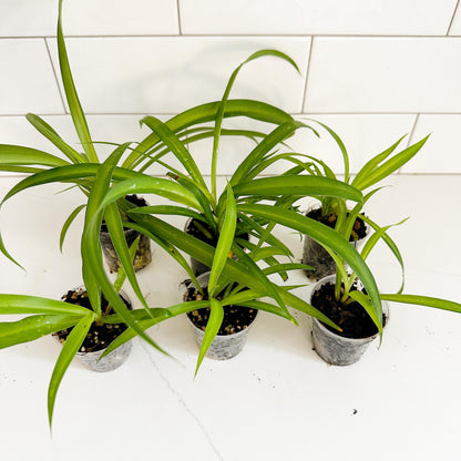 Solid Green Spider Plant (Chlorophytum comosum 'Green') Starter Plant