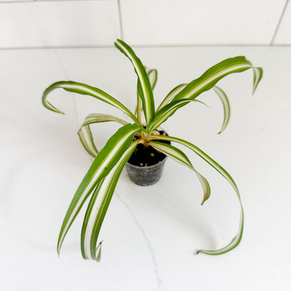 Spider Plant (Chlorophytum comosum 'Vittatum') Starter Plant | Easy Care Indoor Houseplant | Pet Friendly Plant
