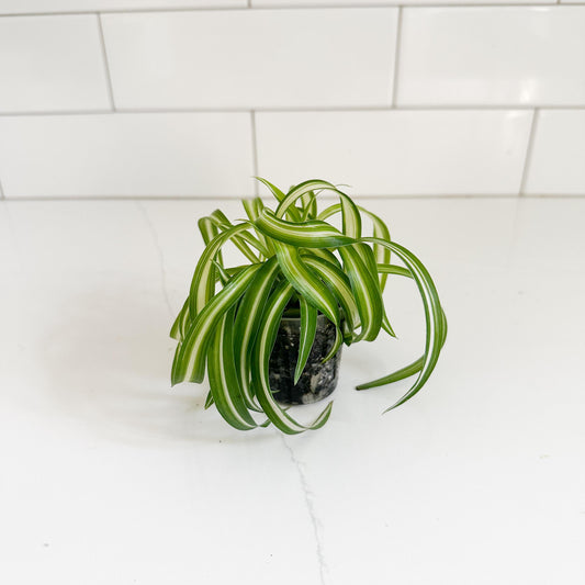 Curly Spider Plant (Chlorophytum comosum 'bonnie') Starter Plant | Easy Care Indoor Houseplant | Pet Friendly Plant