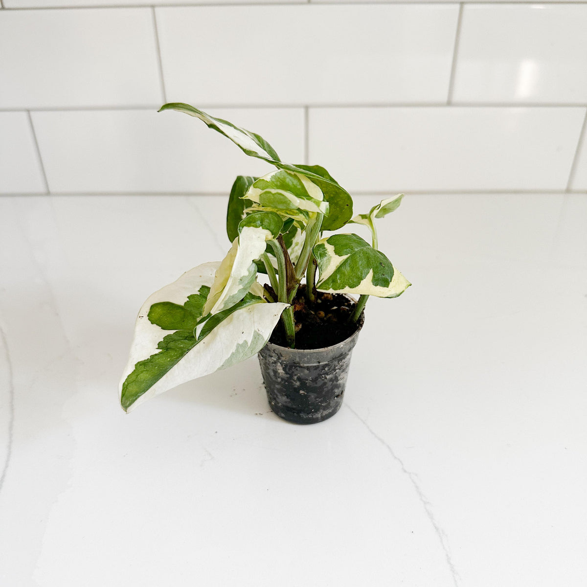 N'Joy Pothos starter plant in 2 inch nursery pot