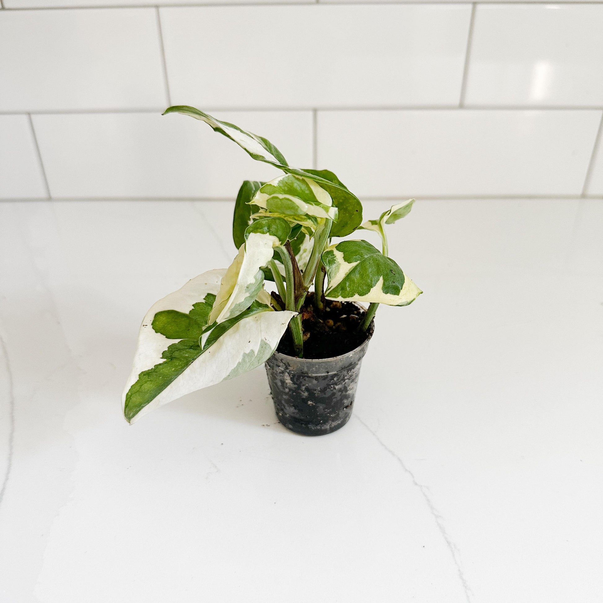 njoy in a 2in pot, starter plant