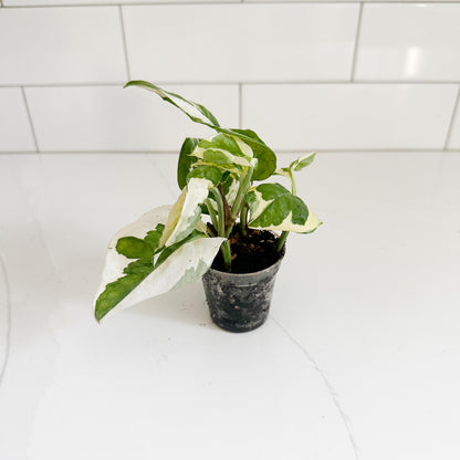 njoy in a 2in pot, starter plant