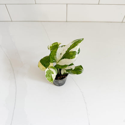 njoy in a 2in pot, starter plant