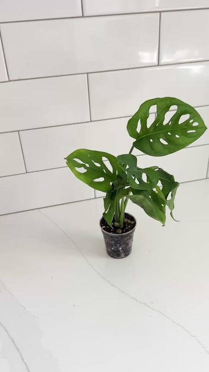 Monstera Adansonii Live Plant – 2 Rooted Starters in 2” Clear Pot